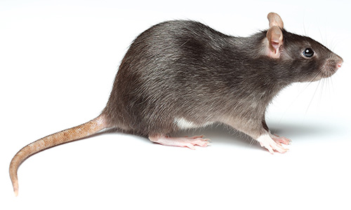 rat pest control in dubai
